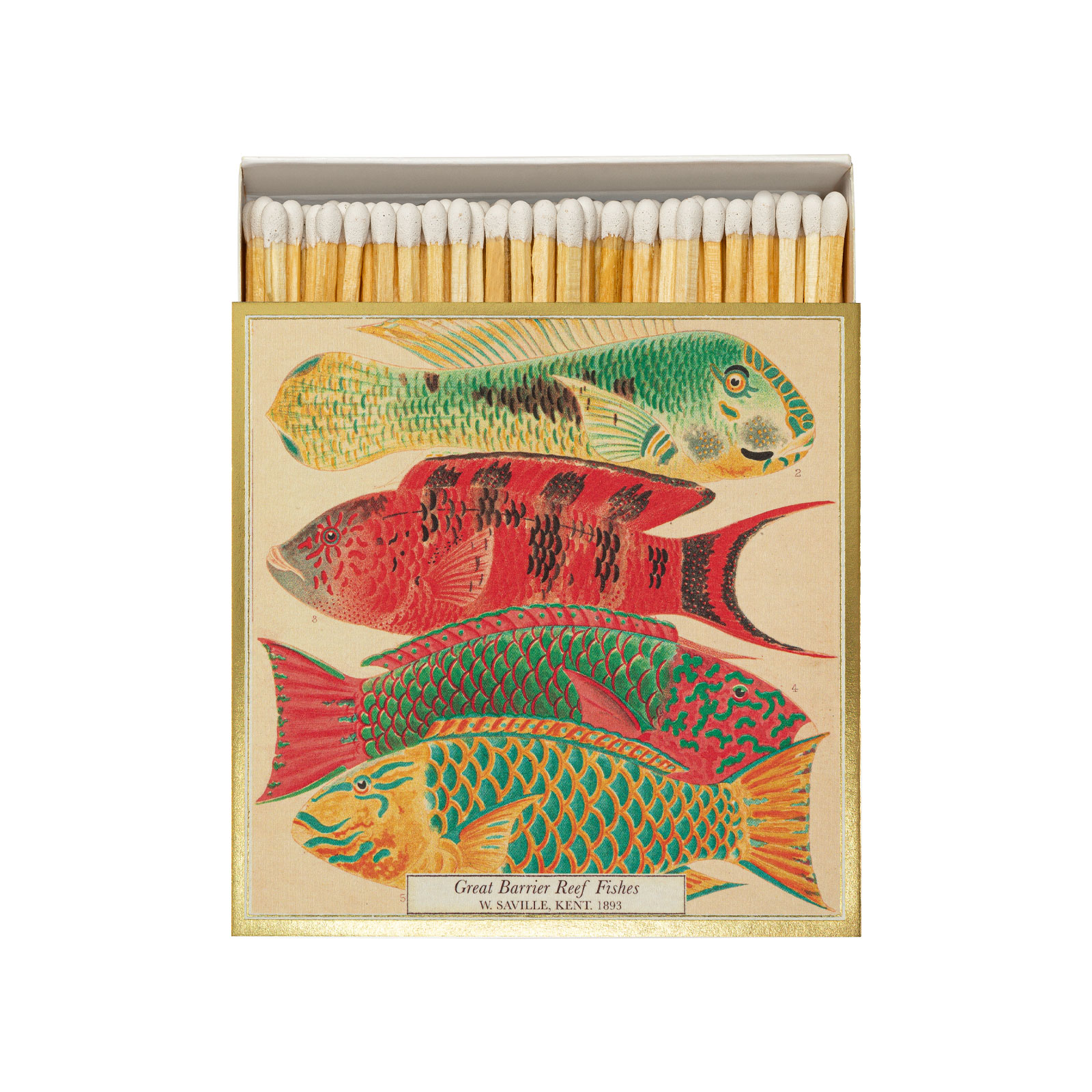 Auf der Schachtel der Streichhölzer Natural History Museum Fish von Archivist sehen Sie antik inspirierte Fischillustrationen, umgeben von einem glänzenden Goldrand.