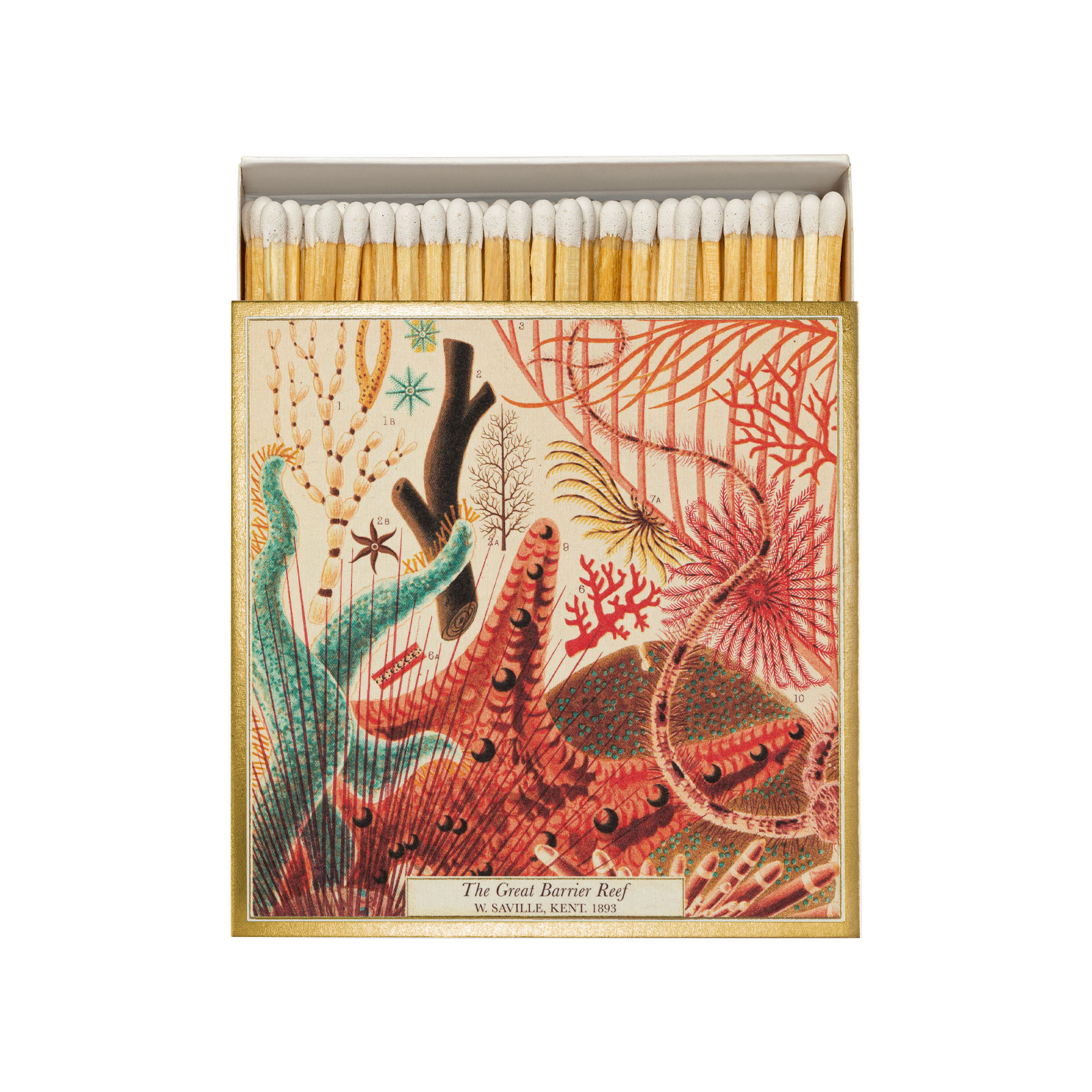Die Schachten der Streichhölzer Natural History Museum Great Barrier Reef von Archivist ist geziert von antiken Illustrationen eines Korallenriffs innerhalb eines glänzenden Goldrandes.